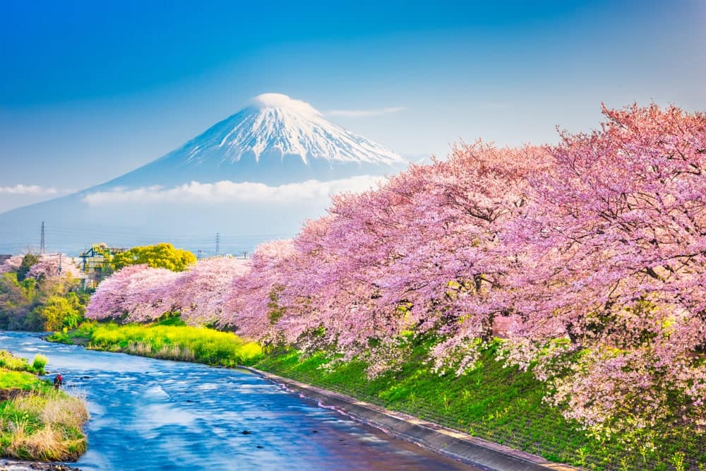 Best Time to Visit Japan for Cherry Blossoms