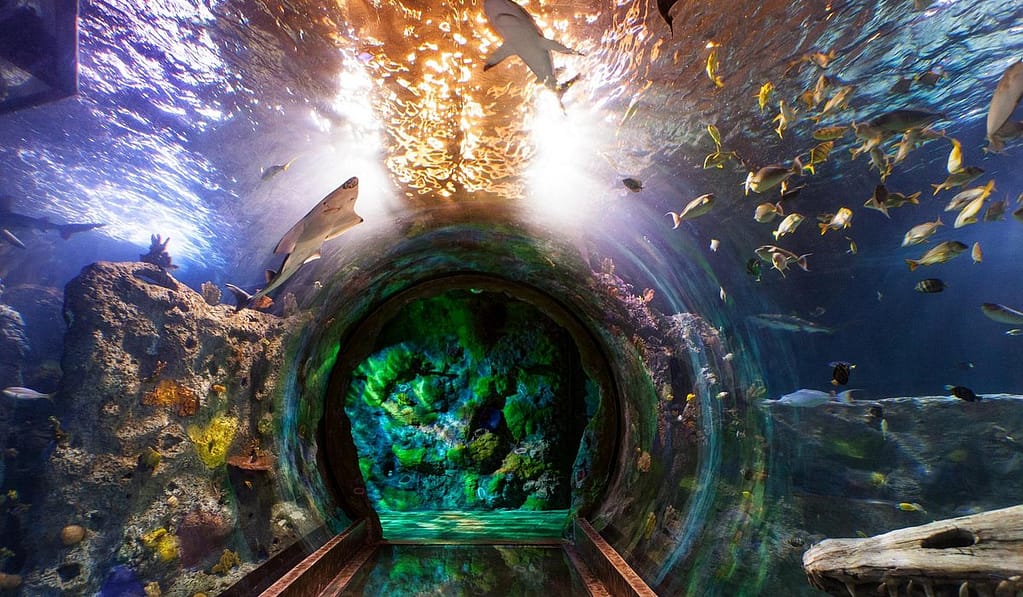 Things to Do in Grapevine Texas