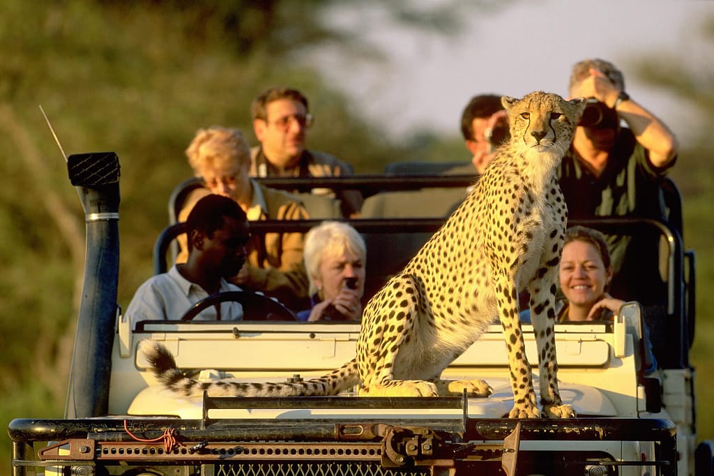 Best Country for Safari in Africa