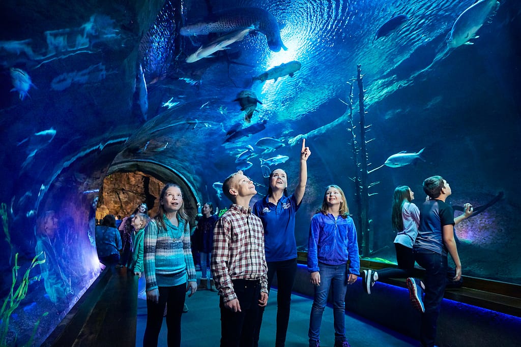 Things to Do in Springfield Mo